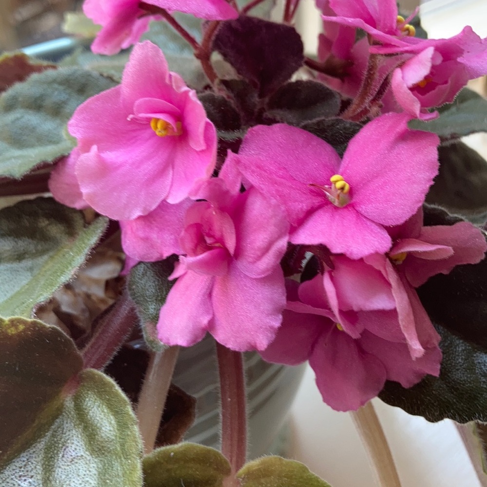 Meet your Posher, Alice